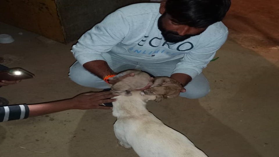 Mischievous boys put five puppies in the borewell of submersible pump in Agra