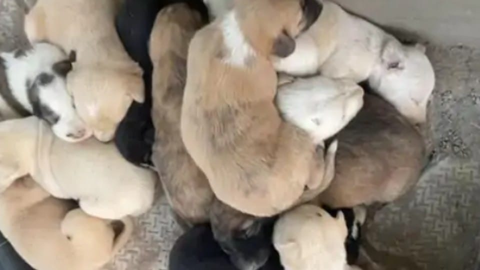 Mischievous boys put five puppies in the borewell of submersible pump in Agra