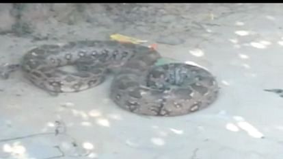 Villagers are scared of the python roaming in the village