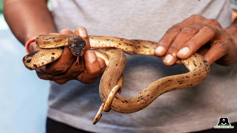 snake live in winter season interesting story
