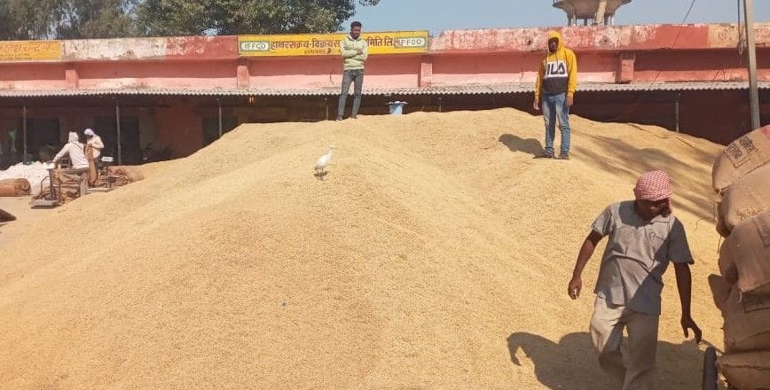 Hathras: Procurement picks up pace, 1800 MT paddy reaches purchase centers