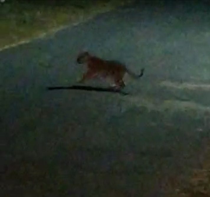 Tigress crossed the road and reached near Inter College