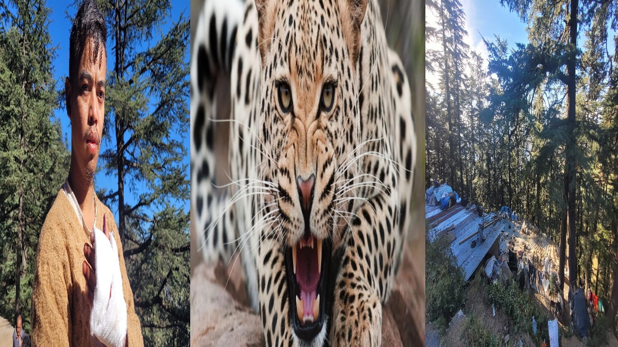Leopard attack on hotel employee returning home from duty, ran away after people made noise