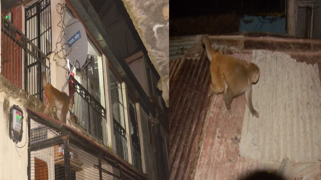 Shimla monkeys behavior Changed, now creating a lot of mischief even at night