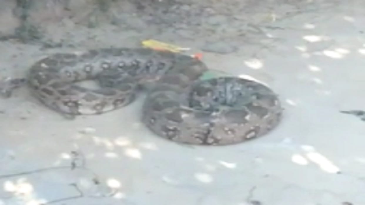 Crowd gathers after python was found in Azad Park forest department team released it at a safe pla