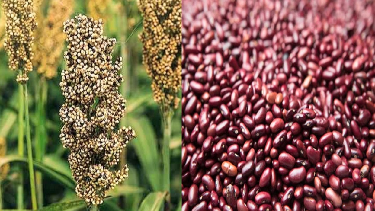 Consuming jowar, sem phali, Rajma will reduce the risk of breast cancer, scientists revealed in the workshop