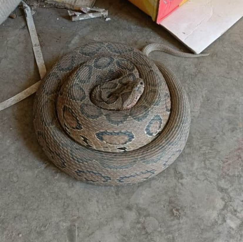 Russell Viper snake found in Rudrapur