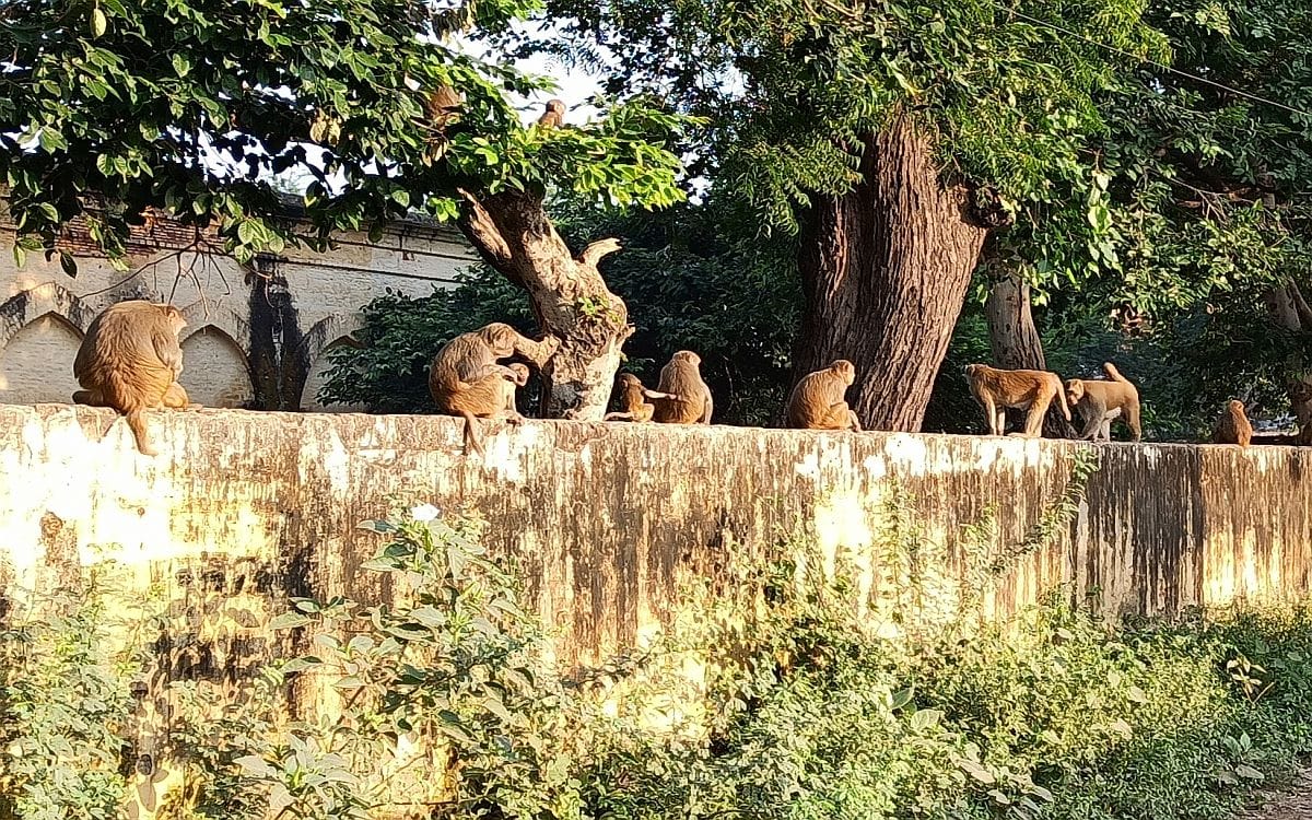 Corporation got permission to catch five hundred more monkeys