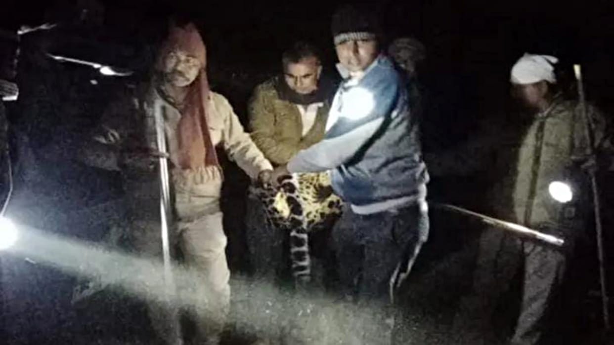 End of six days of terror panther caught big claims of officials fail in Kota