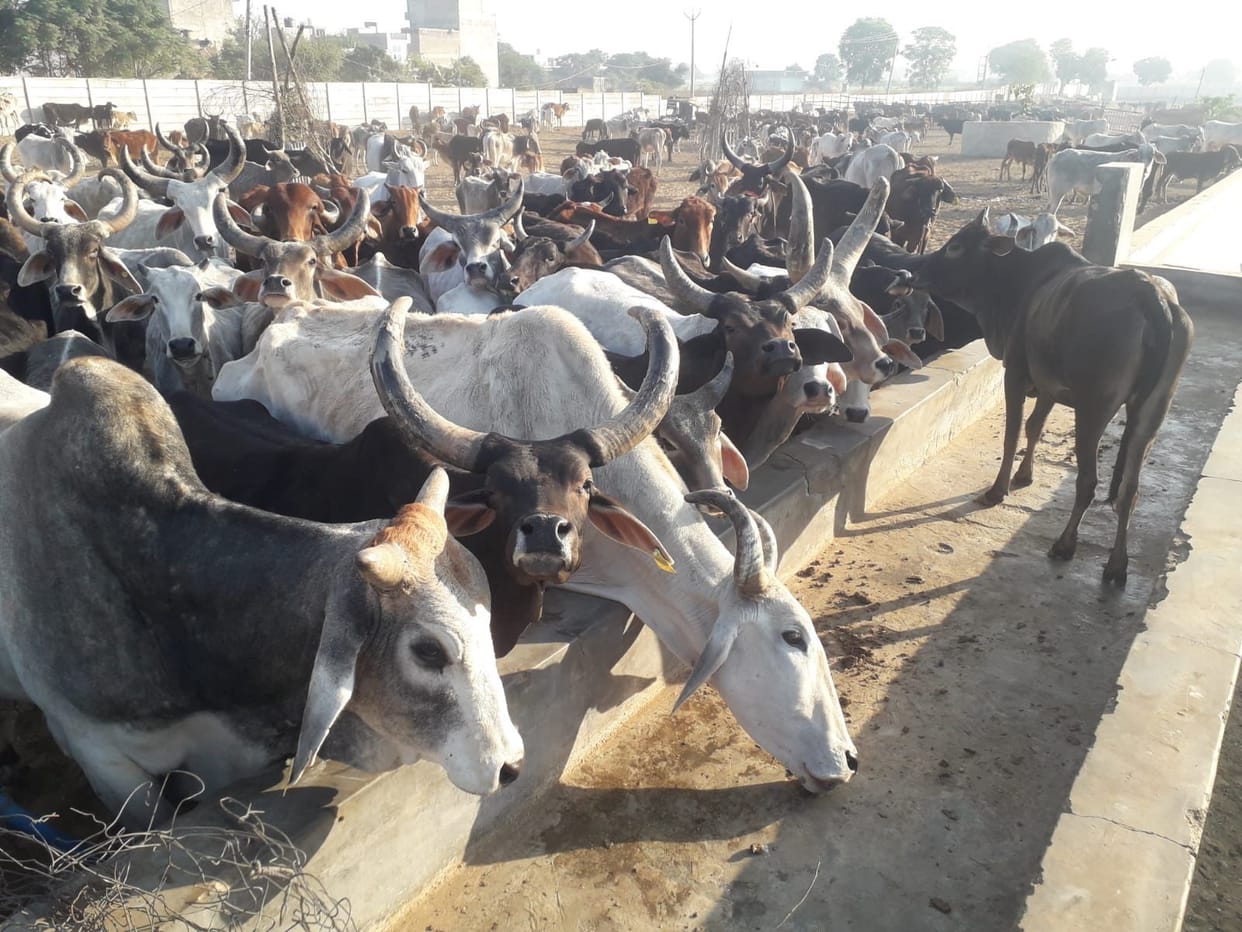 Cows starved for three days, members of the Goraksha Samiti staged a sit-in at the secretariat
