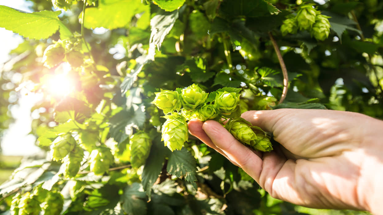 worlds most expensive vegetable hop shoots know the benefits of hop shoots