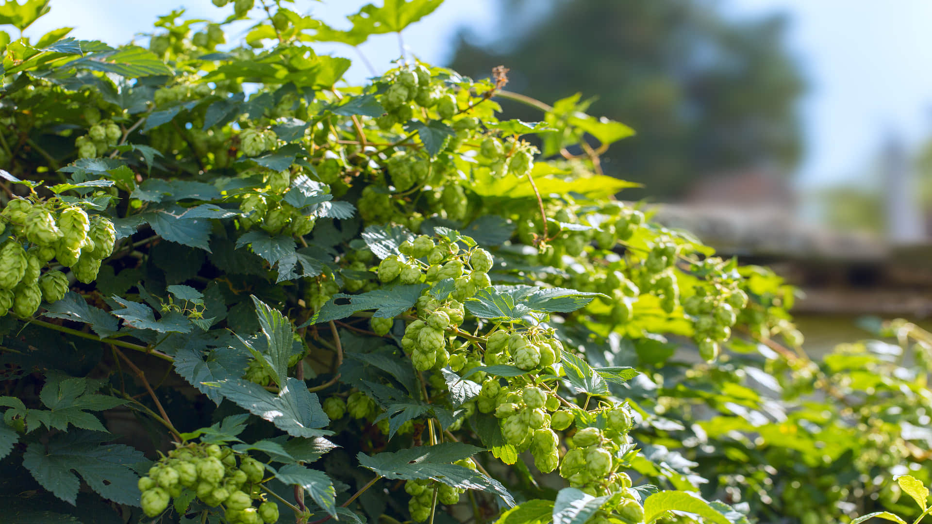 worlds most expensive vegetable hop shoots know the benefits of hop shoots