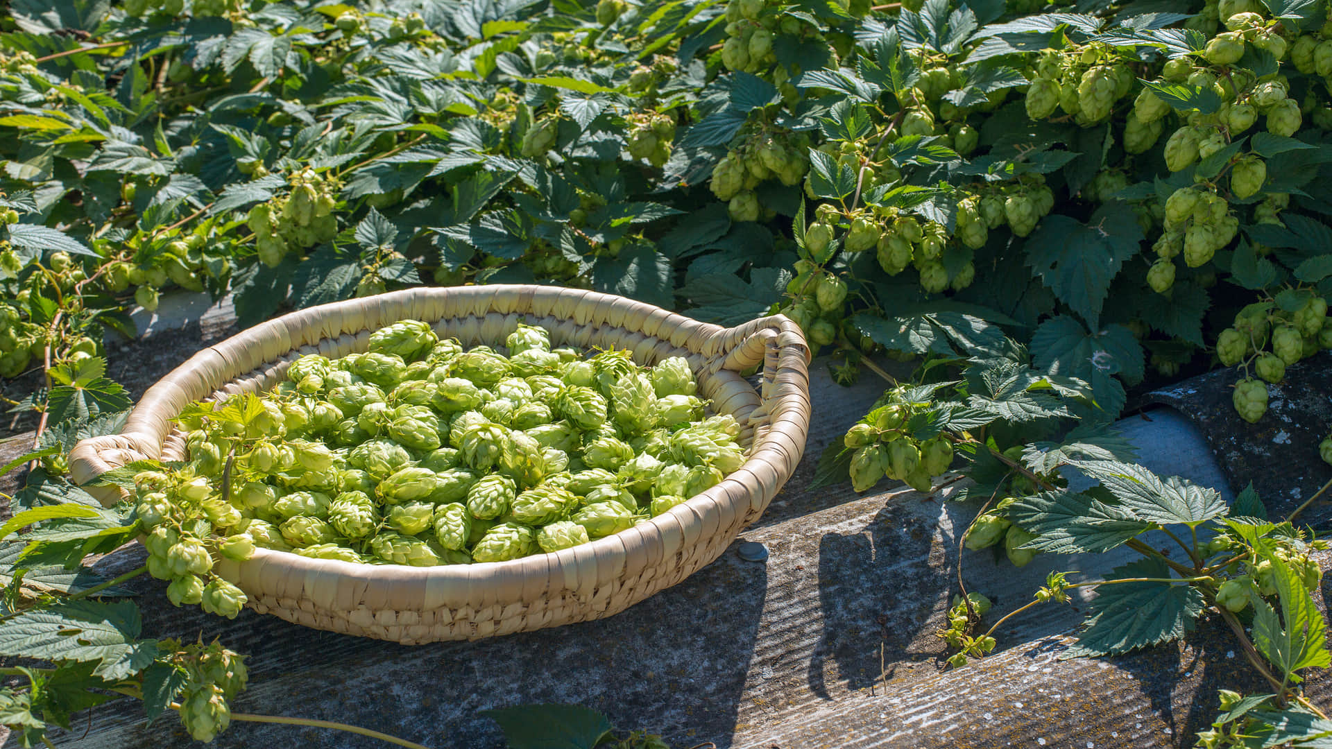 worlds most expensive vegetable hop shoots know the benefits of hop shoots