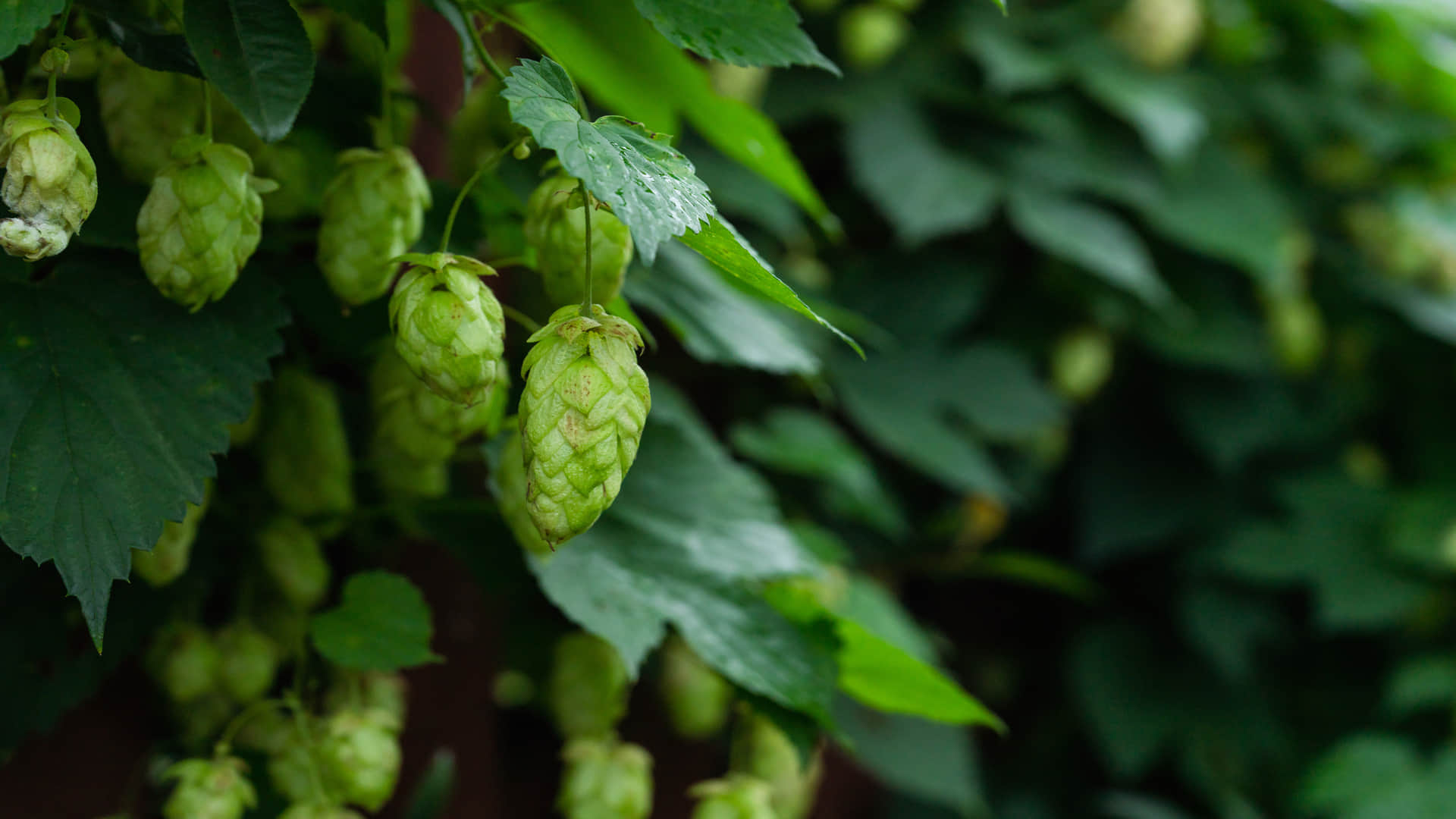 worlds most expensive vegetable hop shoots know the benefits of hop shoots