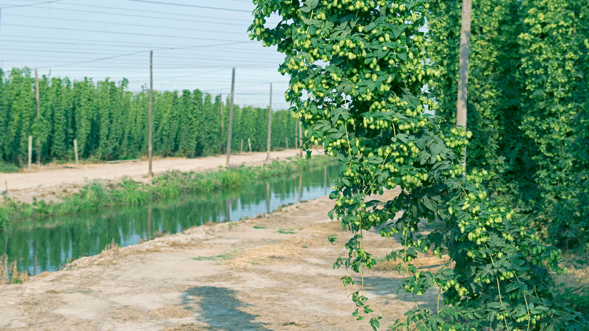 worlds most expensive vegetable hop shoots know the benefits of hop shoots