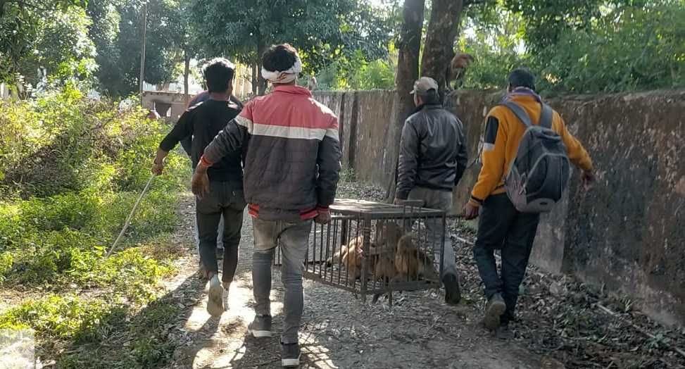 Catch The Monkey Drive In Bageshwar
