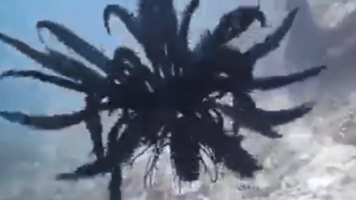 Mysterious Fish seen in the Pacific Ocean video viral on social media