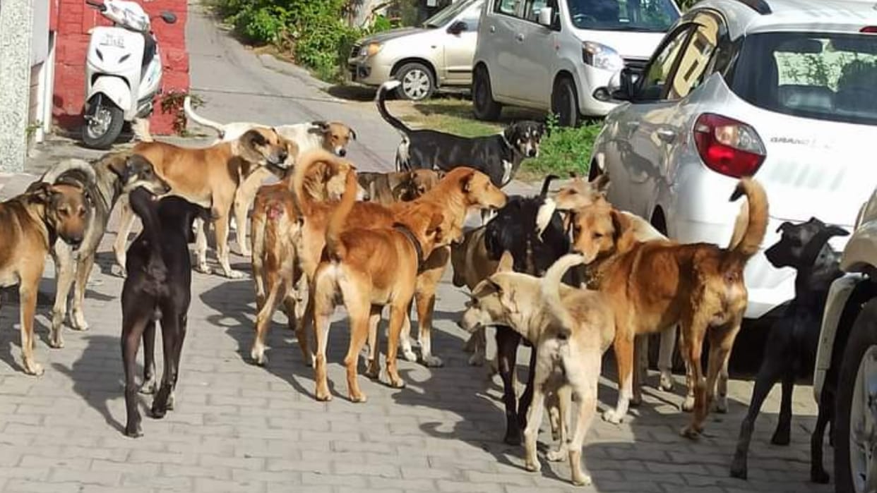 Telangana Congress files complaint with Human Rights Commission over dog menace