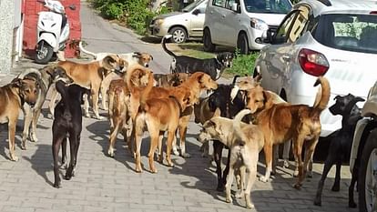 Noida Authority spends Rs 10 crore annually to control abandoned dogs