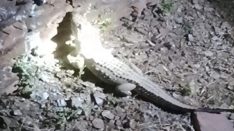 Six crocodiles encamped on the banks of the river in this district of Madhya Pradesh