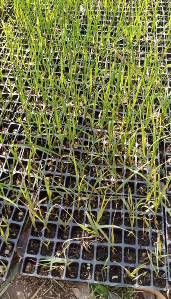 Women earned Rs 2.34 crore by preparing sugarcane saplings