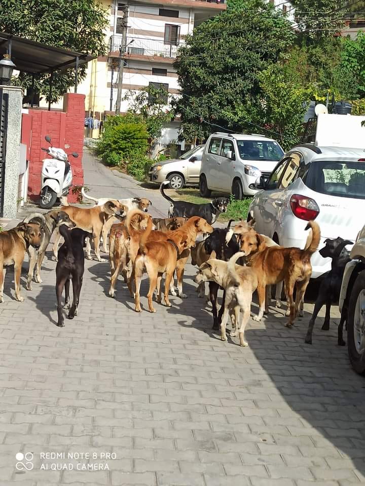 Dogs were roaming with the dead body of a newborn child in delhi police registered a case