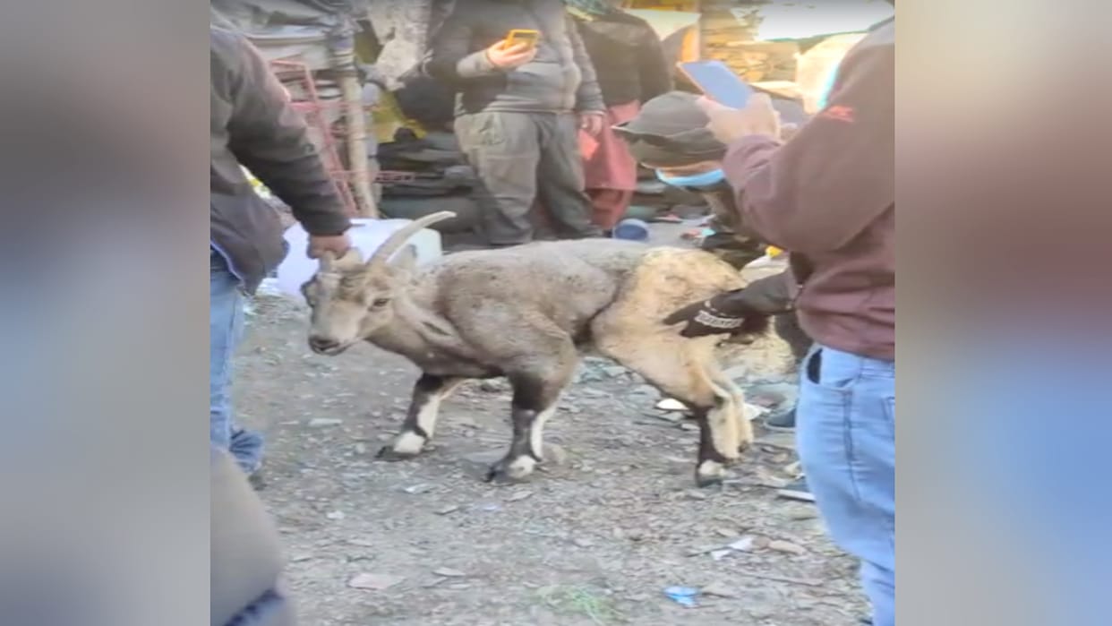 Ibex found in injured condition near Tandi bridge, handed over to forest department