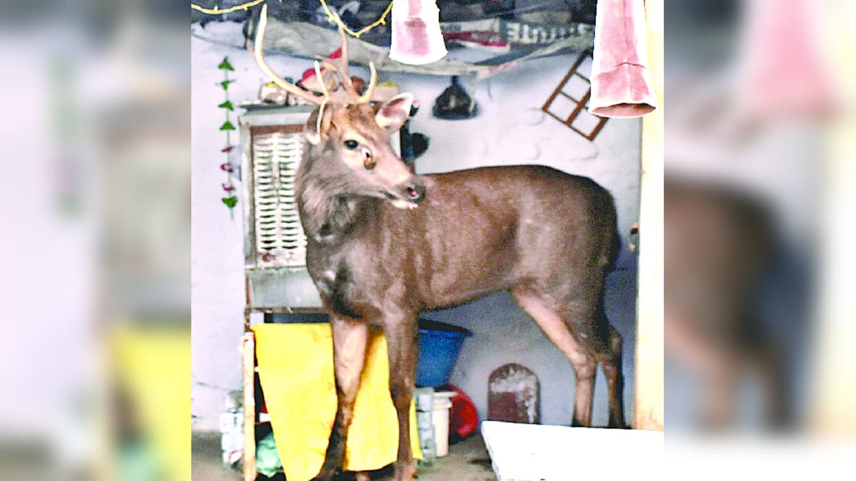 Sambar deer spotted in a house in Meerut, later rescued by Forest Dept