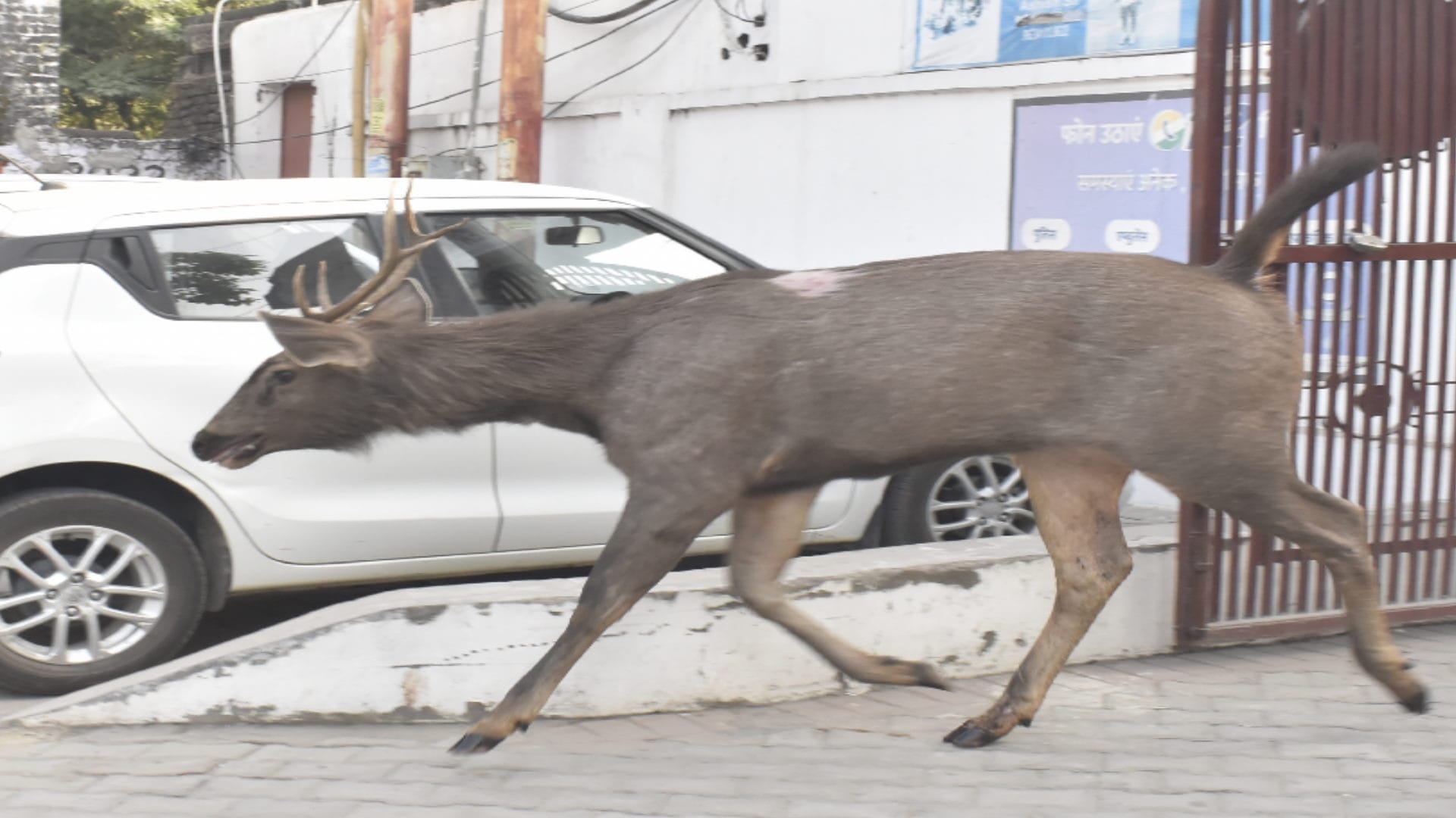 Sambar deer spotted in a house in Meerut, later rescued by Forest Dept