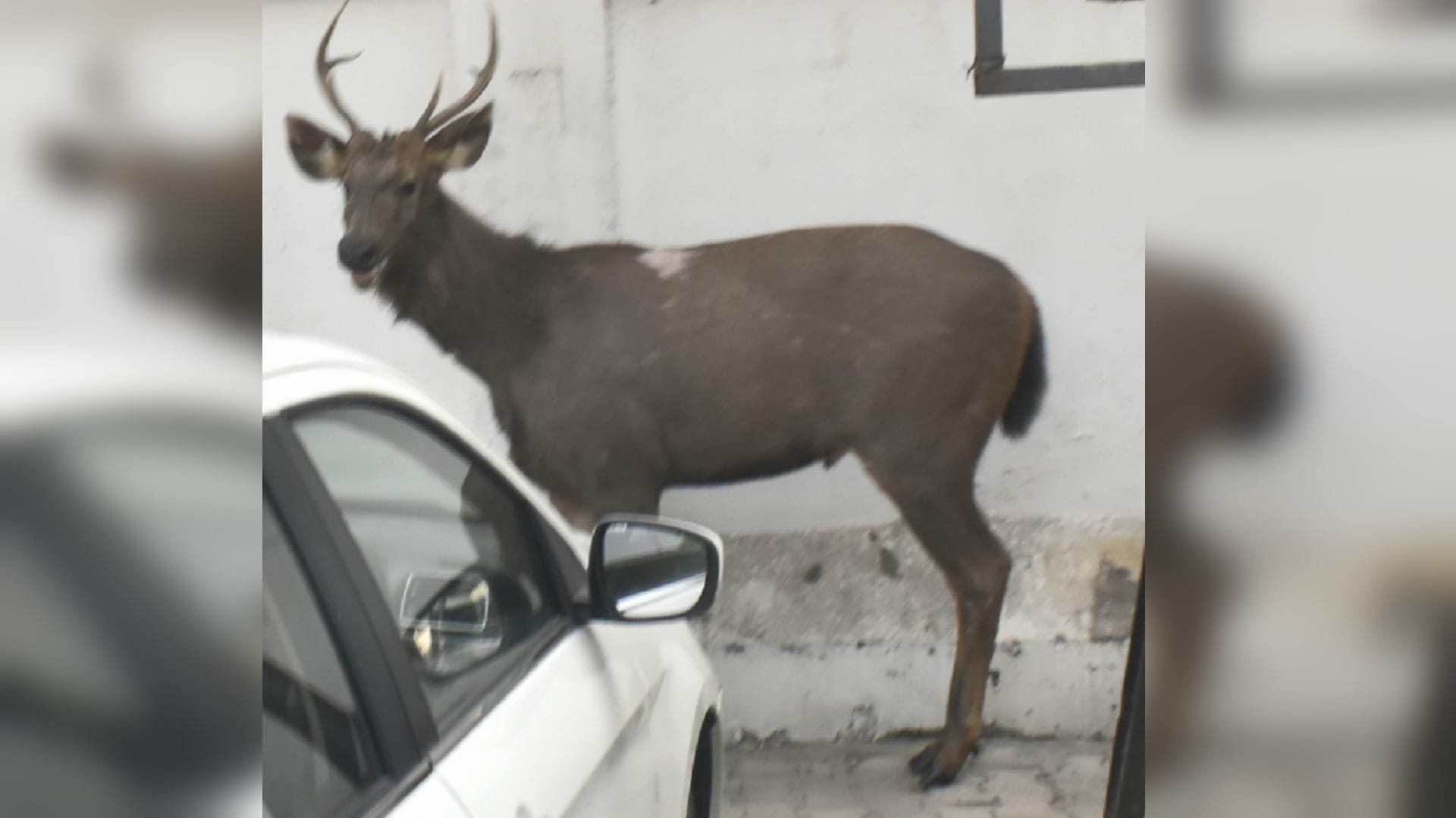 Sambar deer spotted in a house in Meerut, later rescued by Forest Dept