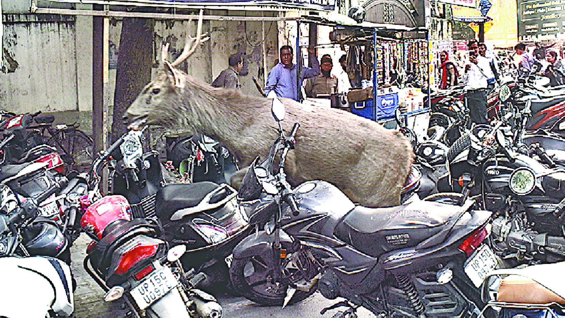 Sambar deer spotted in a house in Meerut, later rescued by Forest Dept