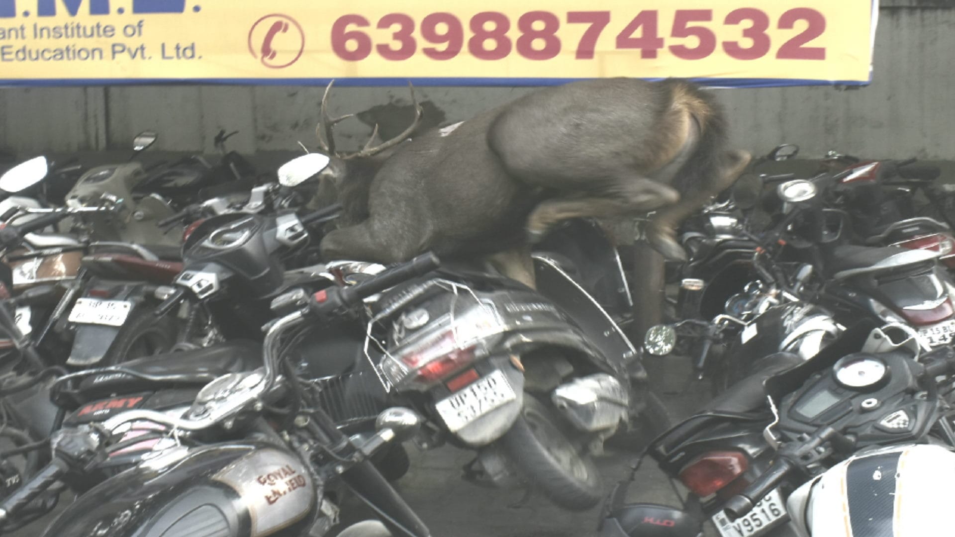 Sambar deer spotted in a house in Meerut, later rescued by Forest Dept