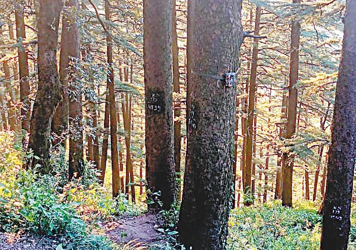 Shimla: trap cameras installed to check leopard movements in shimla