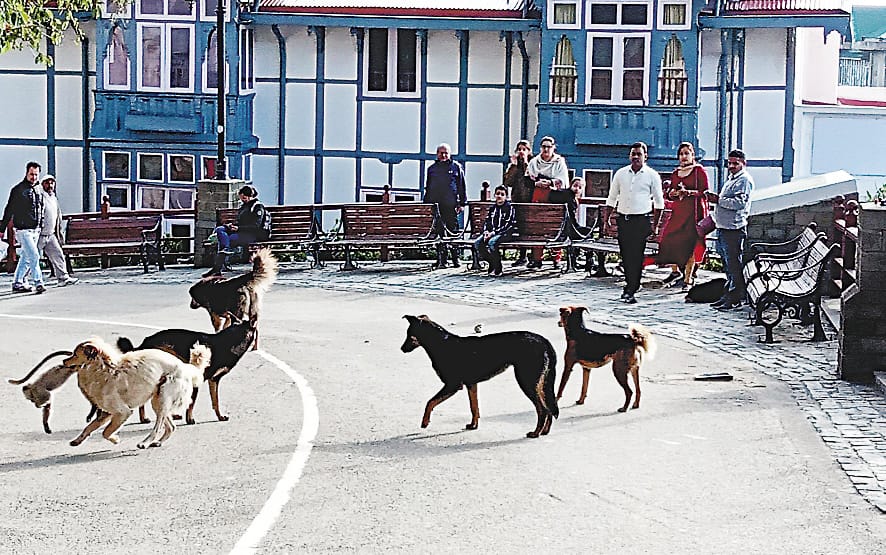 2500 stray dogs became trouble in shimla, attacking children