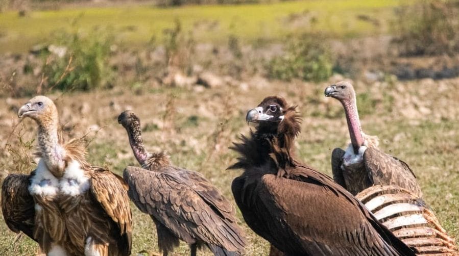 Tourists were excited to see a herd of vultures in Amangarh