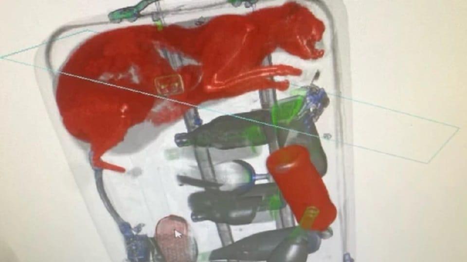 New york airport X ray discovers cat trapped inside bag