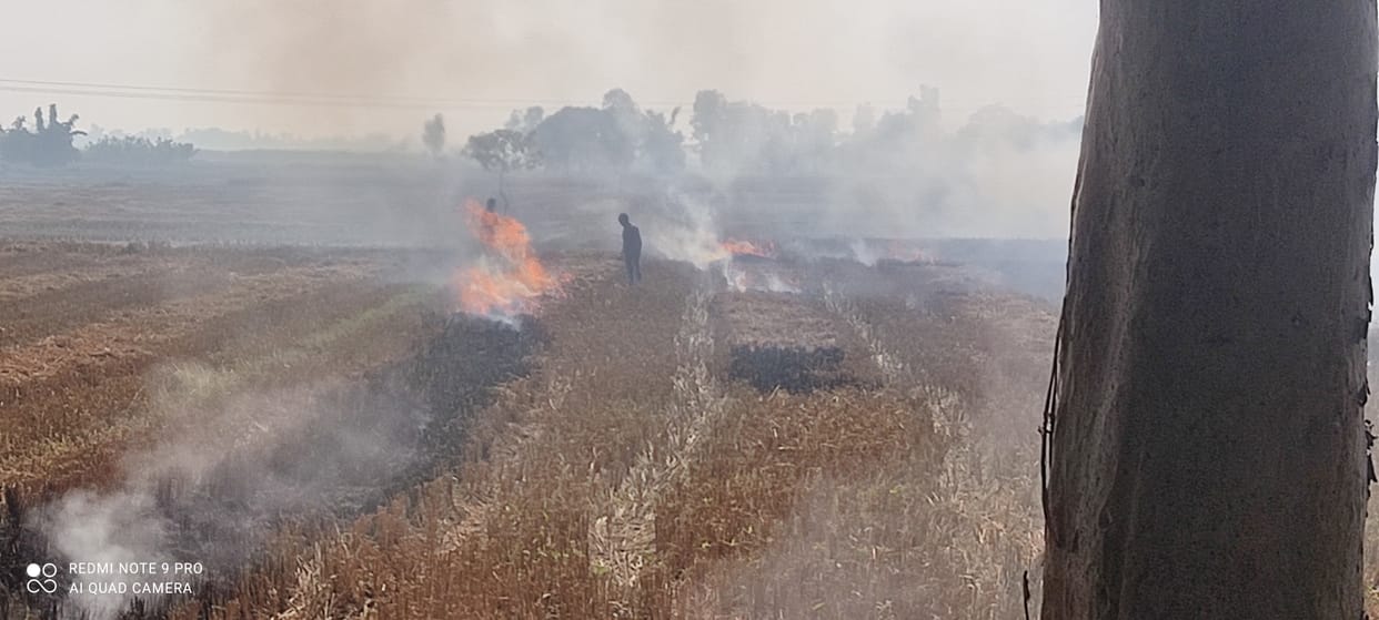 Ban ineffective, stubble being burnt