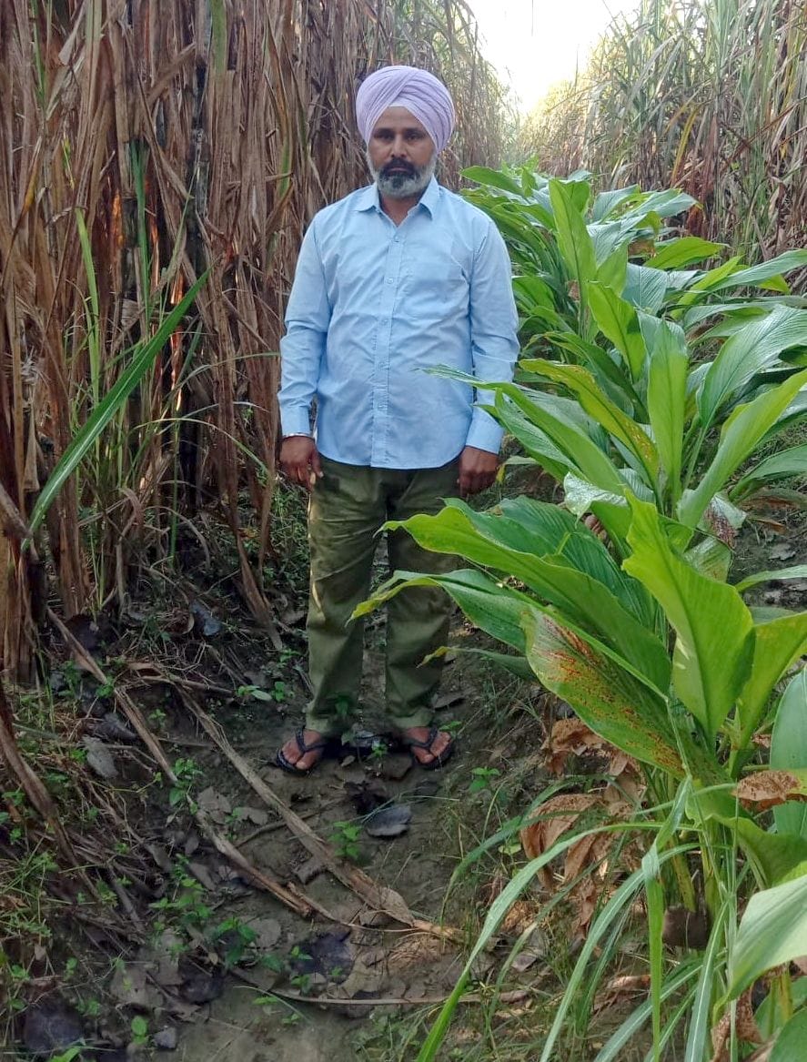 Ginger crop growing in Bijnor's land