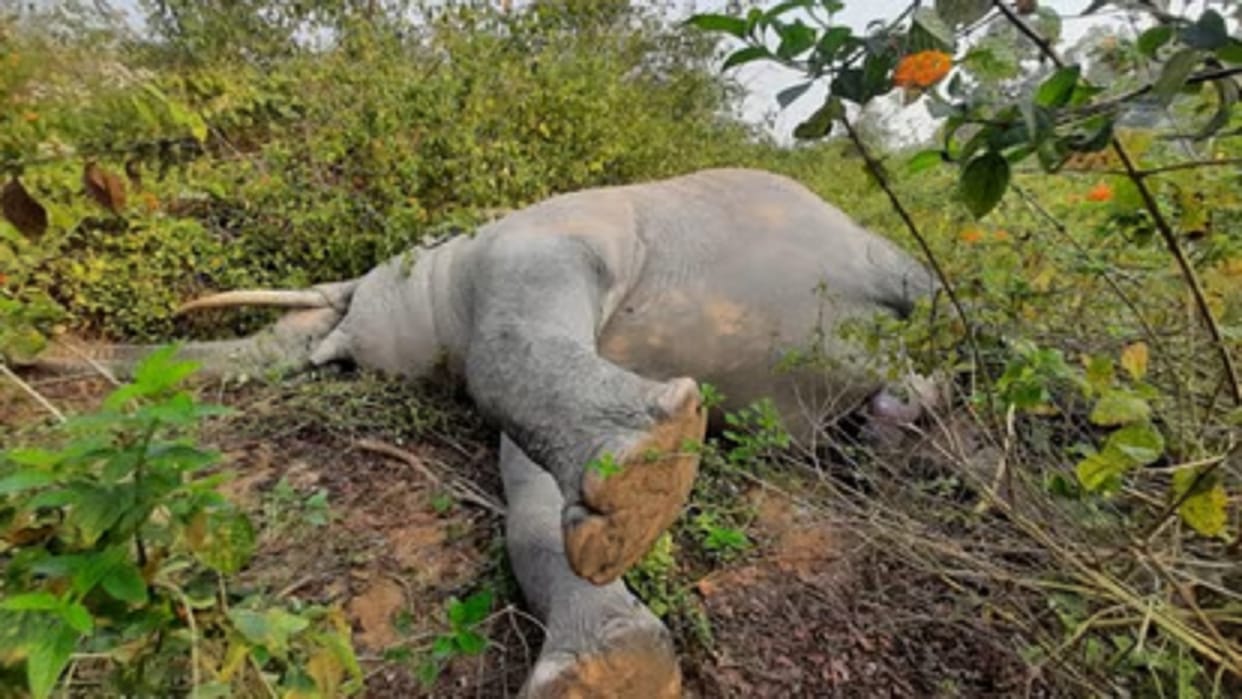 elephant in chhattisgarh; elephant dead body found in surajpur