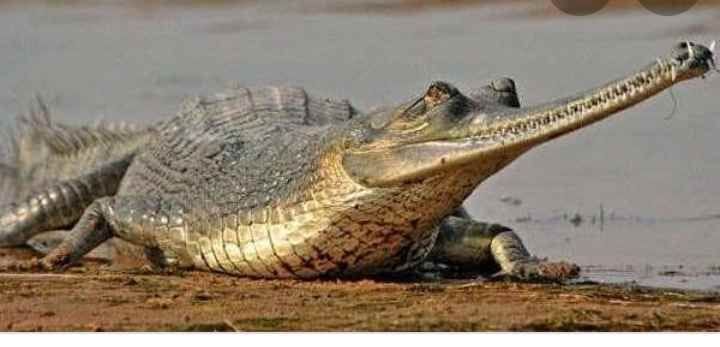 crocodiles increased