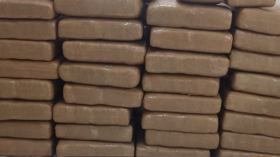 Ganja worth two crores being taken to Indore caught in Guna