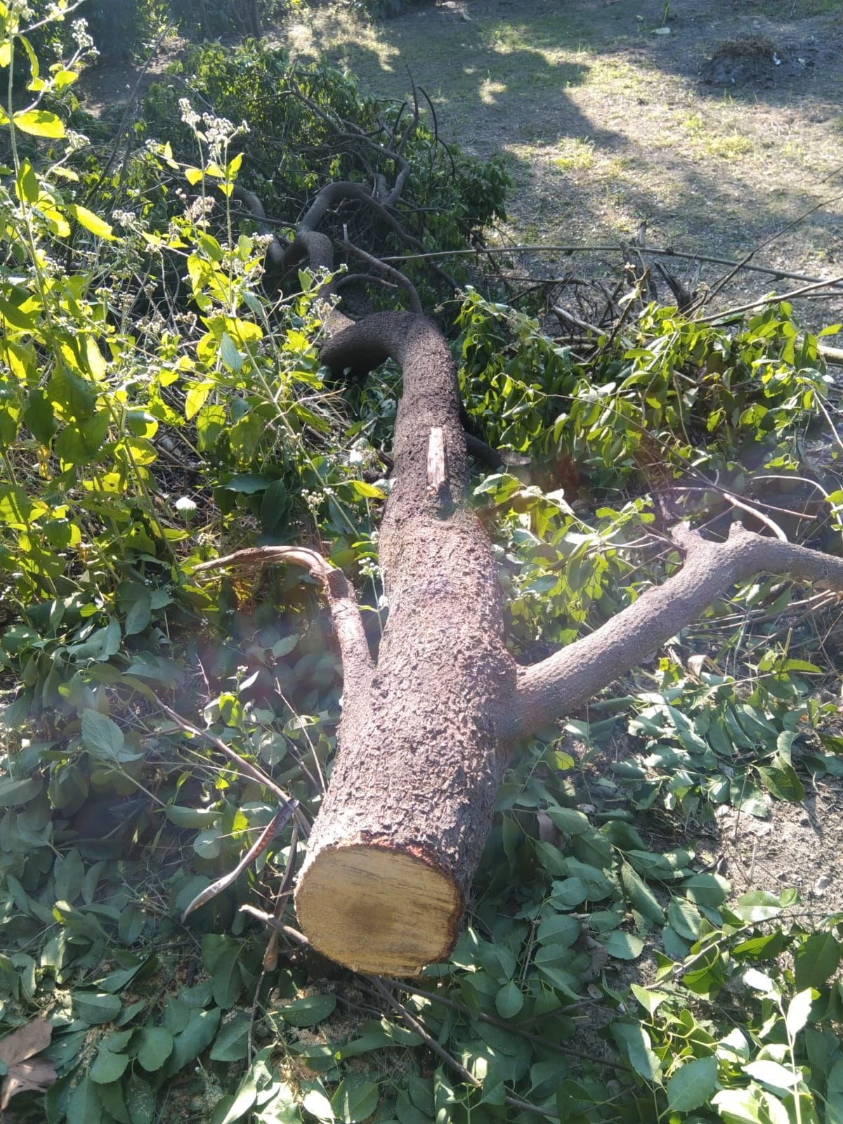 Sandalwood smugglers wreak havoc in Jwalamukhi