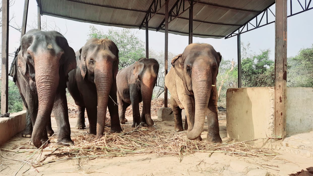 Lakshmi and her group of friends became the center of attraction in Ban Santor