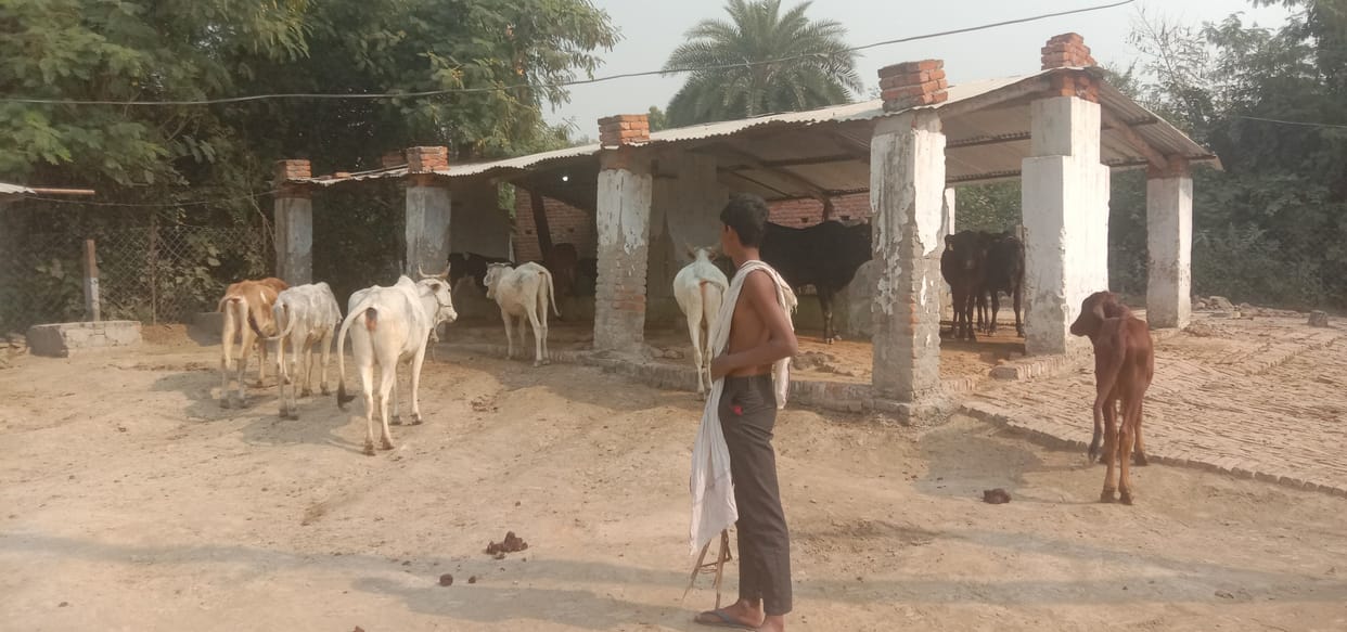 Cows are chilling in cow shelters