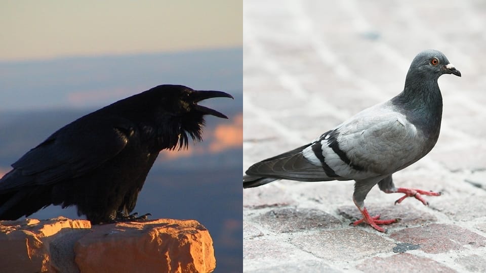 Sick birds are coming to the bird hospital at Jacobpura