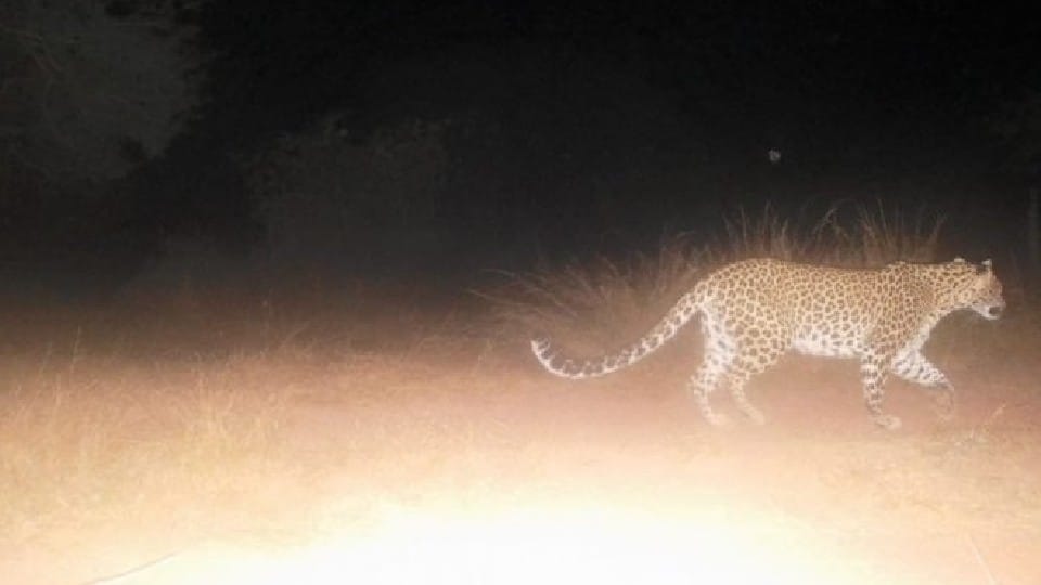 Kuno National Park: Two female cheetahs released in large enclosure