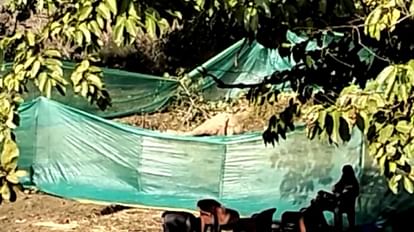जशपुर में पहाड़ी से गिरकर हाथी का बच्चा घायल हो गया।
