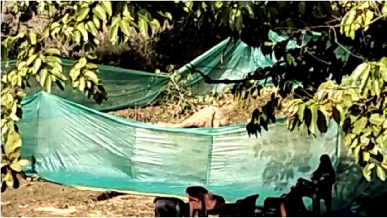 baby elephant injured after falling from 15 feet hight in chhattisgarh