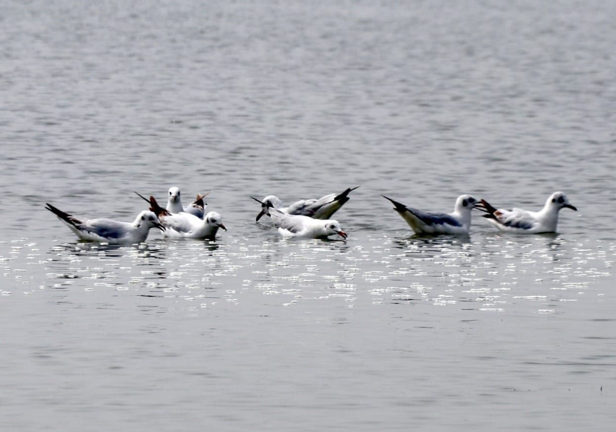 A gathering of migratory birds started decorating the lake and lake