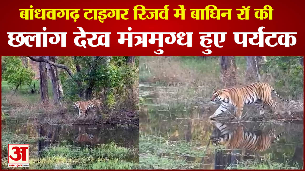 बांधवगढ़ नेशनल पार्क में बाघिन की मनमोहक छलांग